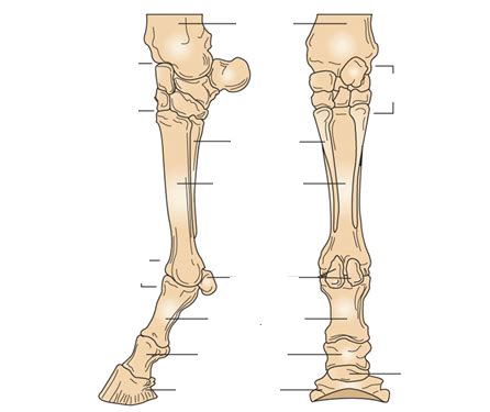 rolex eventing why horses legs white|horse front legs white.